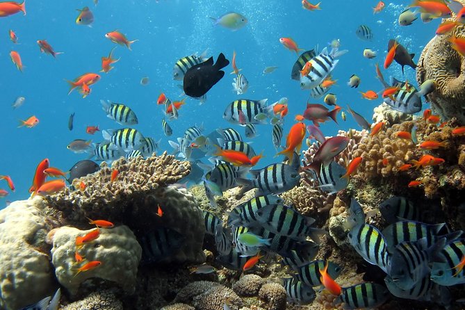 Exploring the Magnificent East of Mauritius: Full-day incl Blue Bay Marine Park - Price, Timing, and Whether It Feels Like Value