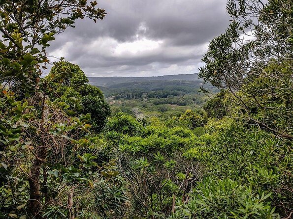 Fascinating Nature Tour Incl Ebony Forest, 7 Coloured Earth,Lunch - Key Highlights at a Glance