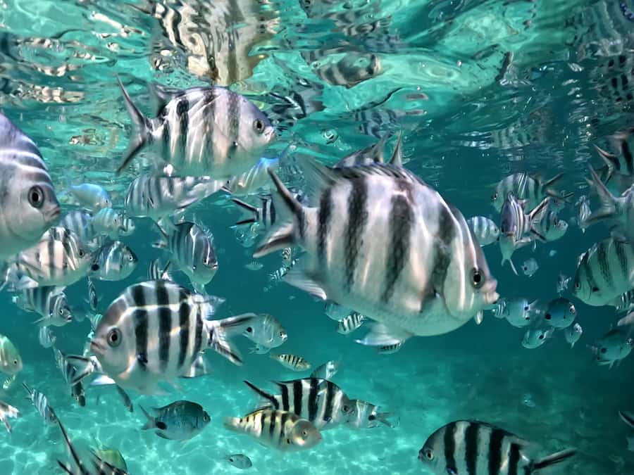 From Blue Bay: Ile aux Cerfs Speedboat Excursion with BBQ - Ile aux Cerfs BBQ lunch, beach break, and lagoon timing