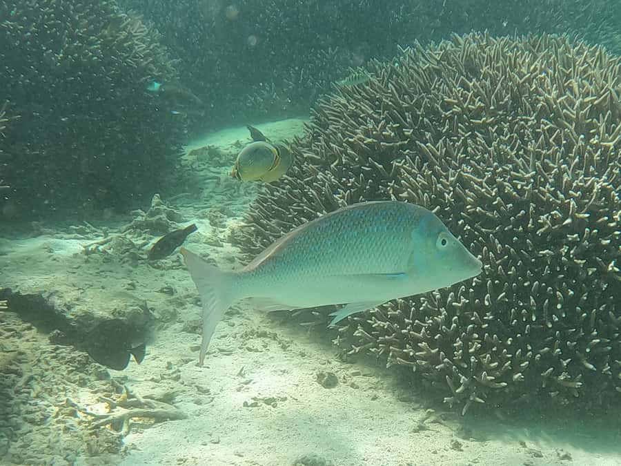 From Blue Bay: Ile aux Cerfs Speedboat Excursion with BBQ - Snorkeling gear, life jackets, and what to bring