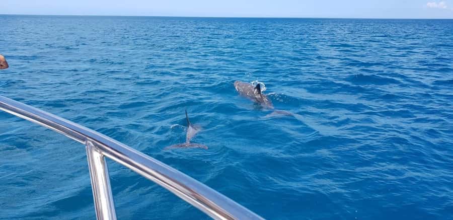 Full Day Dolphins Watching Ile aux Benitiers & Crystal Rock - Key points at a glance