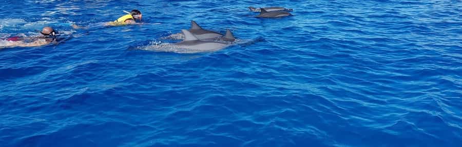 Full Day Dolphins Watching Ile aux Benitiers & Crystal Rock - The Speedboat Ride: Comfort, Speed, and Safety Choices