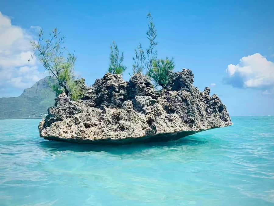 Full Day Dolphins Watching Ile aux Benitiers & Crystal Rock - Early Pickup (06:00 to 07:00) and the La Preneuse Start