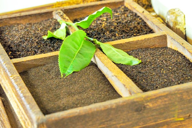 Full Day Guided Tea Route Mauritius: Including Lunch - The tea route logic: how this day makes sense