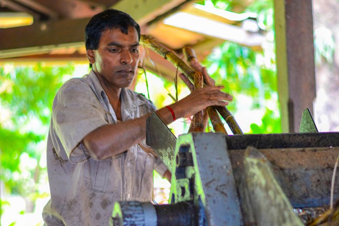 Full Day Guided Tea Route Mauritius: Including Lunch - Domaine des Aubineaux: 1872 gardens and essential oil distillation