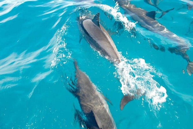 Full day Shared Speedboat Tour - South West Lagoon Dolphin Swim - Price and value: what you are really paying for at $106