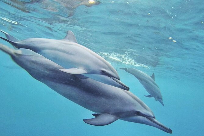 Full day Shared Speedboat Tour - South West Lagoon Dolphin Swim - Stop 1 in Flic en Flac or Tamarin: dolphin swim in the South-West lagoon