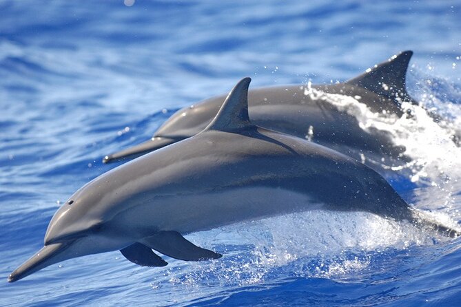 Full day Shared Speedboat Tour - South West Lagoon Dolphin Swim - The 6:30am start from Port Louis and beyond