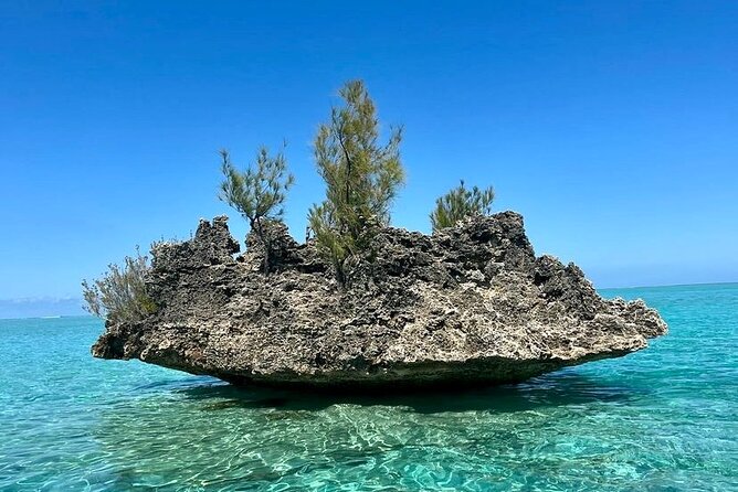 Fully Day Tour: Dolphin Encounters, Crystal Rock at Benitiers Island - What to pack and what to plan for before you go