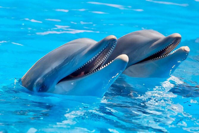Fully Day Tour: Dolphin Encounters, Crystal Rock at Benitiers Island - Swimming with dolphins: what you can realistically hope for