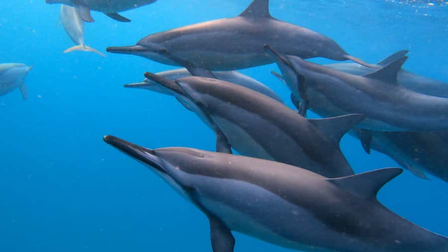 Grande Riviere Noire: Boat Tour and Swimming with Dolphins - Key things to know before you go