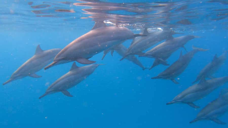 Grande Riviere Noire: Boat Tour and Swimming with Dolphins - Why Grande Riviere Noire Dolphins Work Best at Sunrise