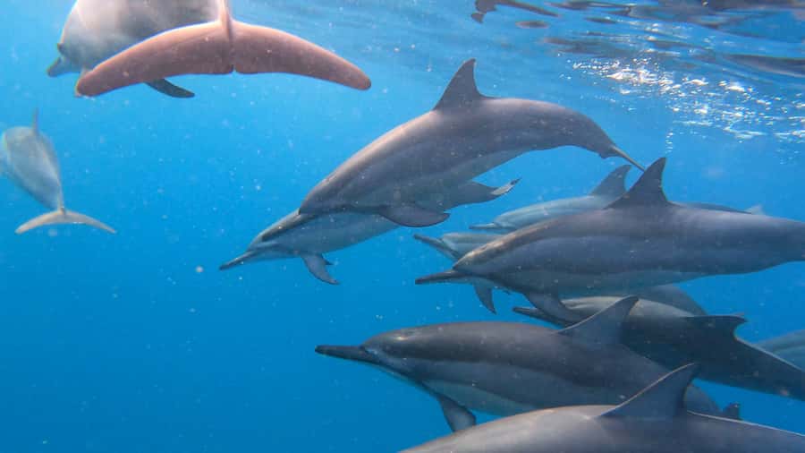 Grande Riviere Noire: Boat Tour and Swimming with Dolphins - La Balise Black River, Early Start, and How the Dolphin Search Actually Goes