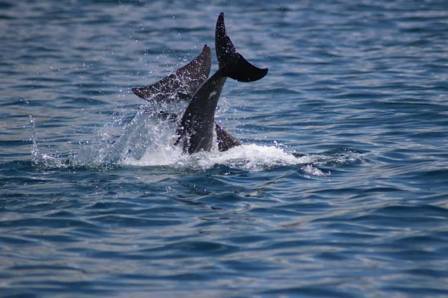 Grande Riviere Noire: Boat Tour and Swimming with Dolphins - The Friendly Dodo Crew and a Brand New Boat Setup