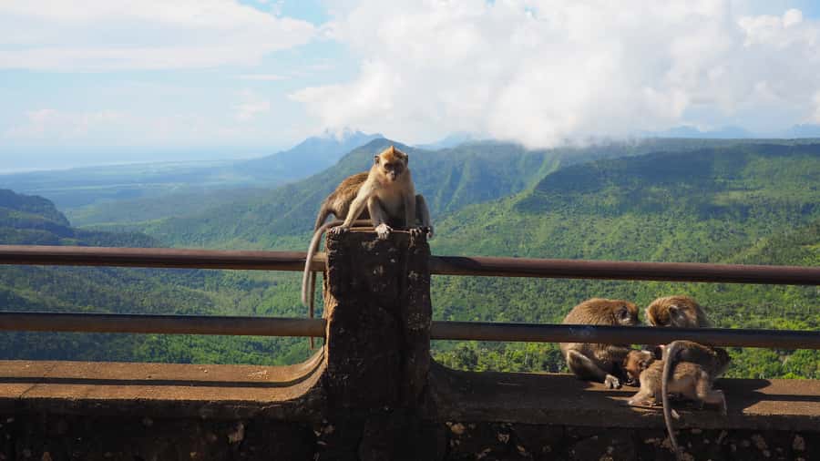 Hiking the Black River Gorges: Full-day incl Lunch &Transfer - Water, lunch, and that short reset near the river