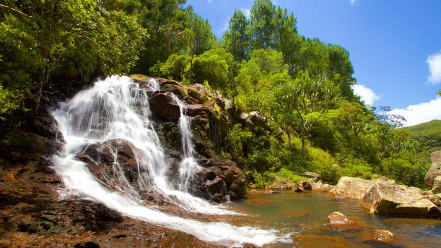 Hiking the Black River Gorges: Full-day incl Lunch &Transfer - Who this hike suits best, and who should skip it