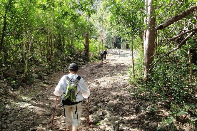 Hiking the Black River Gorges: Full-day with Lunch and Transfer - Lunch by the River, Snacks, Cakes, and the Swim Option
