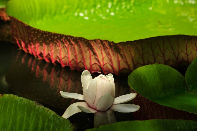 Historical Guided Day Tour : City - Sugar World - Botanical Garden - Price and Value: What $151.57 Covers and What You’ll Need to Add