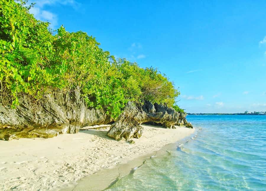 Ile aux Aigrettes Reserve & Blue Bay Glass Bottom Boat - Private hotel pickup, but you still share the water