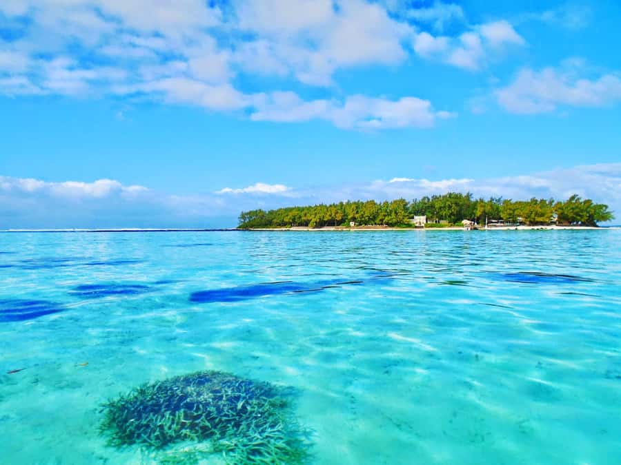Ile aux Aigrettes Reserve & Blue Bay Glass Bottom Boat - Should You Book the Ile aux Aigrettes Reserve and Blue Bay Glass Bottom Boat?