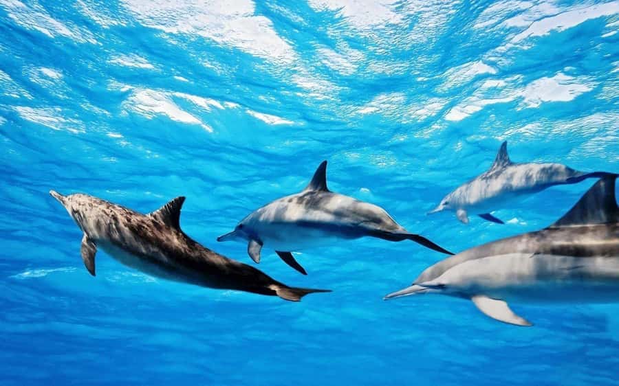 Île aux Bénitiers: Snorkeling w/Dolphins Boat Tour & Lunch - The Dolphin Swim Part That Actually Feels Natural