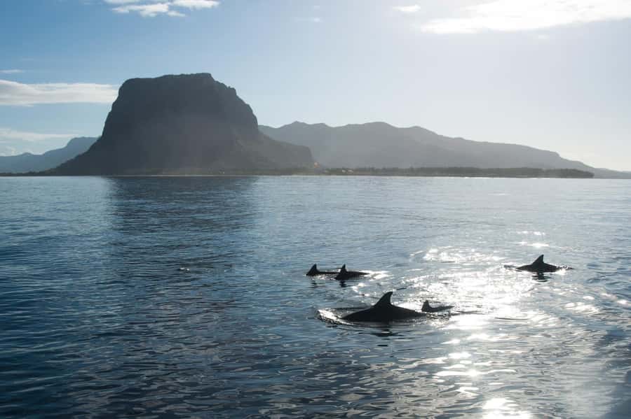 Île aux Bénitiers: Snorkeling w/Dolphins Boat Tour & Lunch - How the Morning Pickup and Speedboat Timing Works