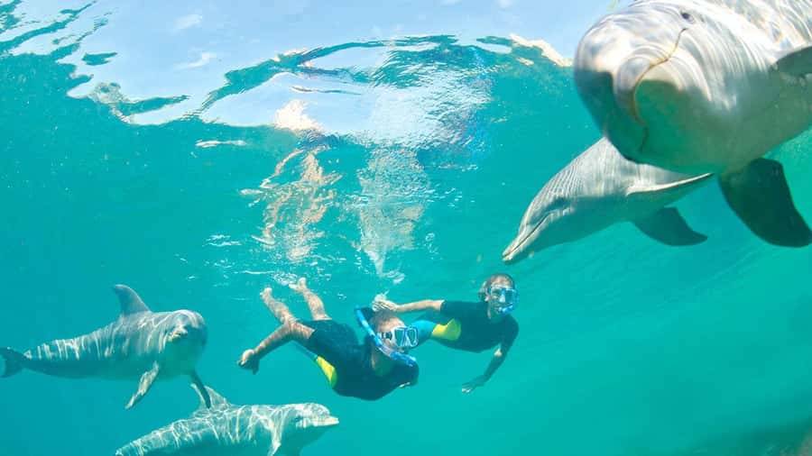 Île aux Bénitiers: Snorkeling w/Dolphins Boat Tour & Lunch - Crystal Rock Snorkeling With Le Morne in the Background