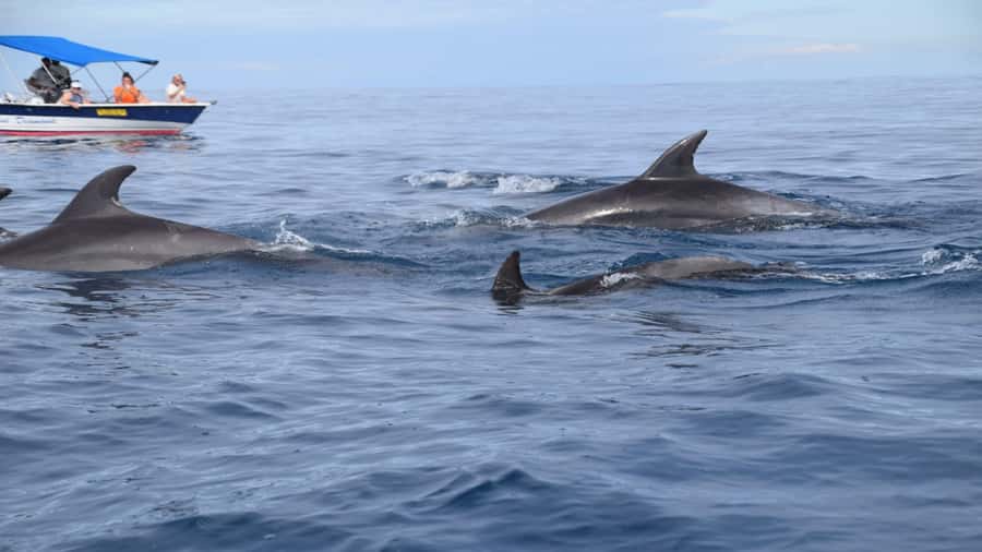 Île aux Bénitiers Snorkeling with Dolphins + Seafood Lunch - Key points to know before you go