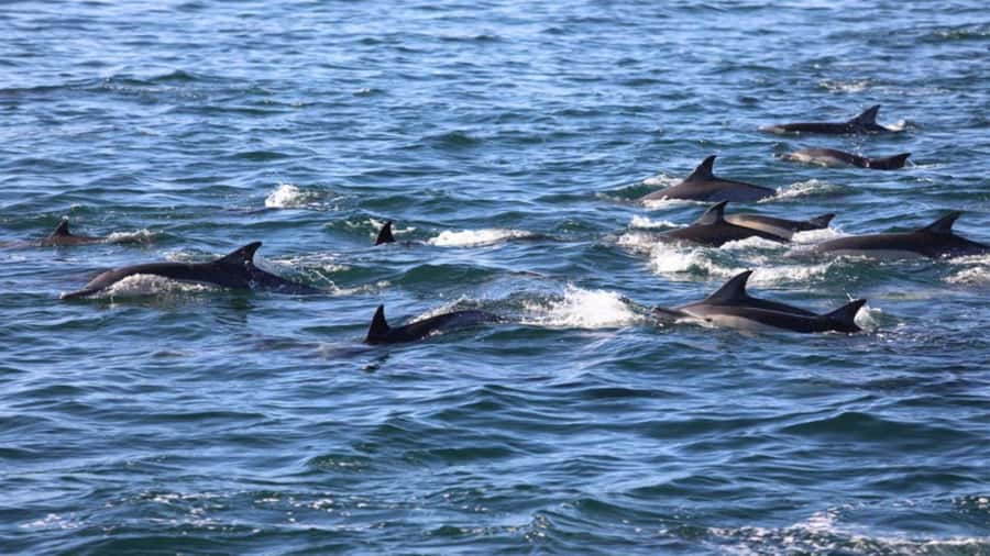 Île aux Bénitiers Snorkeling with Dolphins + Seafood Lunch - Benitier islet BBQ lunch: filling, simple, and on-island