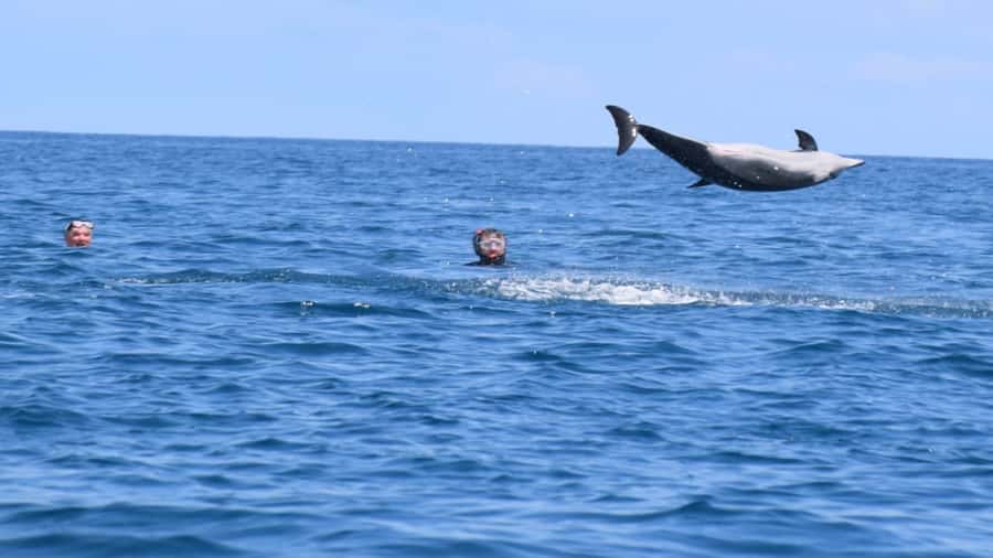Île aux Bénitiers Snorkeling with Dolphins + Seafood Lunch - Who this tour suits best, and who should think twice