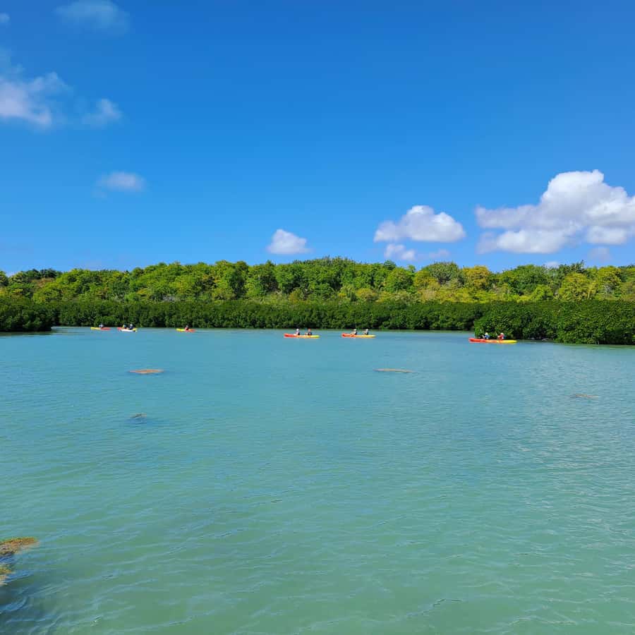 Ile d Ambre Kayaking - Between Pirogues to the Mangroves: What the Paddling Is Really Like