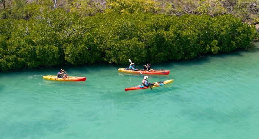 Ile d Ambre Kayaking - Learning the Mangrove Ecosystem, Fauna, and Floral Without Feeling Lectured