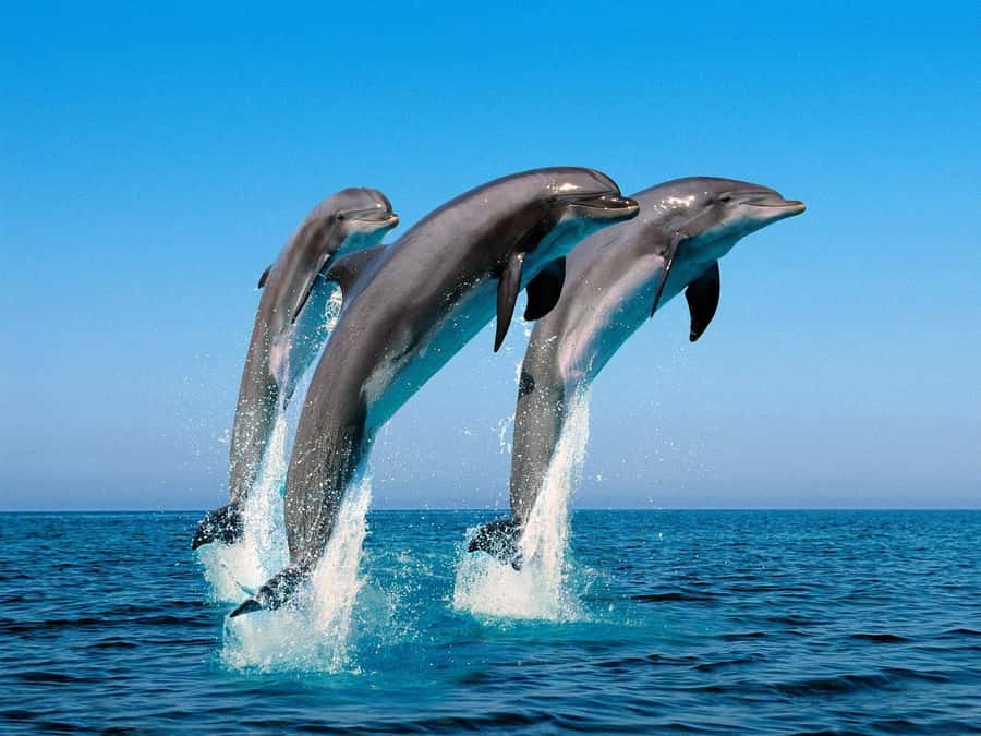 La Preneuse: Dolphin Swimming and Snorkeling Speedboat Trip - Who This Trip Fits Best, and Who Should Rethink It