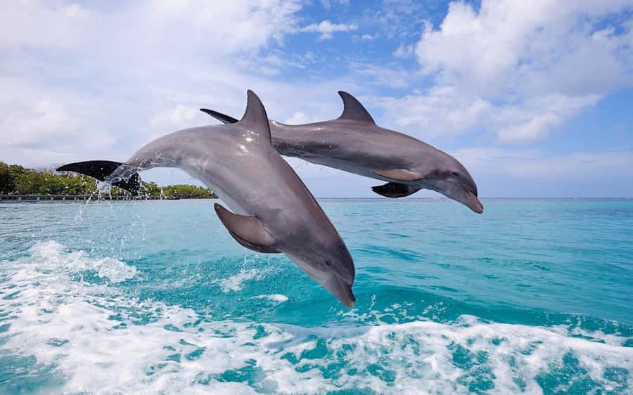 La Preneuse: Dolphin Swimming and Snorkeling Speedboat Trip - Snorkeling Gear and Coral Reef Time After the Dolphin Encounters