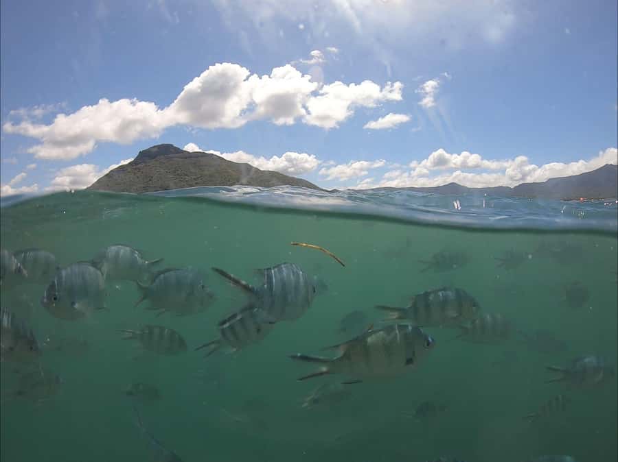 La Preneuse: Dolphin Watching and Snorkeling Speedboat Tour - La Preneuse Dolphin Watching, The Kind of Trip That Feels Instant