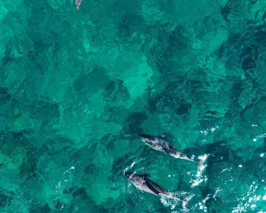 La Preneuse: Dolphin Watching and Snorkeling Speedboat Tour - The Secret Dolphin Stop: What It Really Means When You Swim Near Them