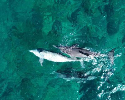 La Preneuse: Dolphin Watching and Snorkeling Speedboat Tour