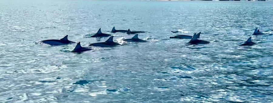 La Preneuse: Dolphin Watching and Snorkeling Speedboat Tour - Who This Tour Fits Best (and Who Should Skip It)