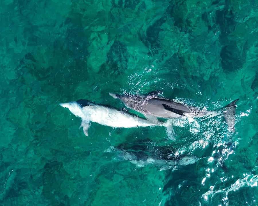 La Preneuse: Dolphin Watching and Snorkeling Speedboat Tour - The Speedboat Ride: Short, Fun, and Actually Part of the Experience
