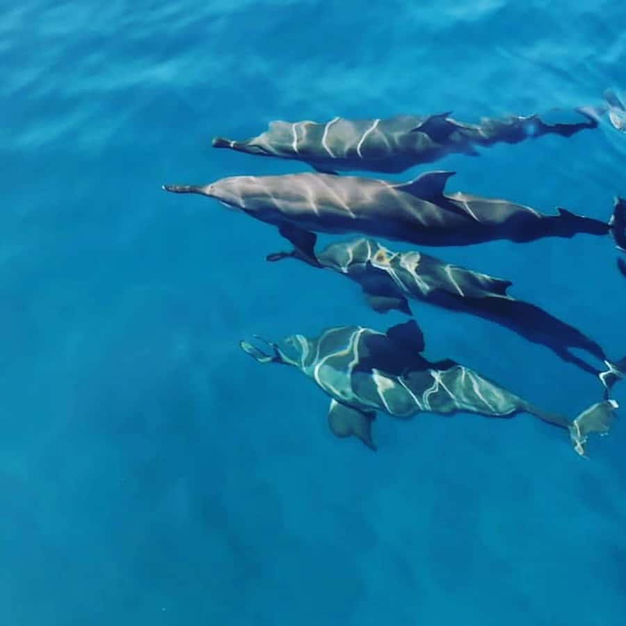 LE MORNE DOLPHINS SUNRISE TRIP - Key things to know before you go