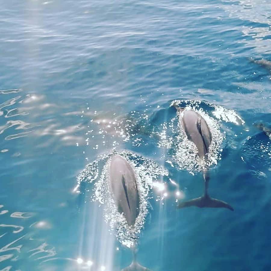 LE MORNE DOLPHINS SUNRISE TRIP - Le Havanah Boat Sunrise Start: Why the 6:30 or 7:00 Kick Matters