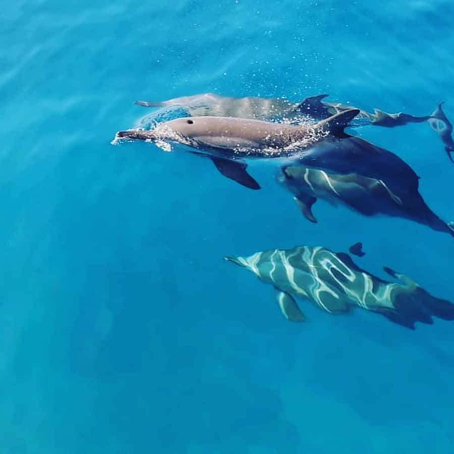 LE MORNE DOLPHINS SUNRISE TRIP - Breakfast Near Crystal Rock: Included Fuel, With One Practical Caution