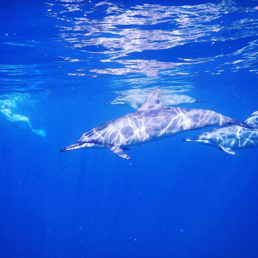 LE MORNE DOLPHINS SUNRISE TRIP - Snorkeling in the Lagoon After Dolphins: What to Expect in the Water