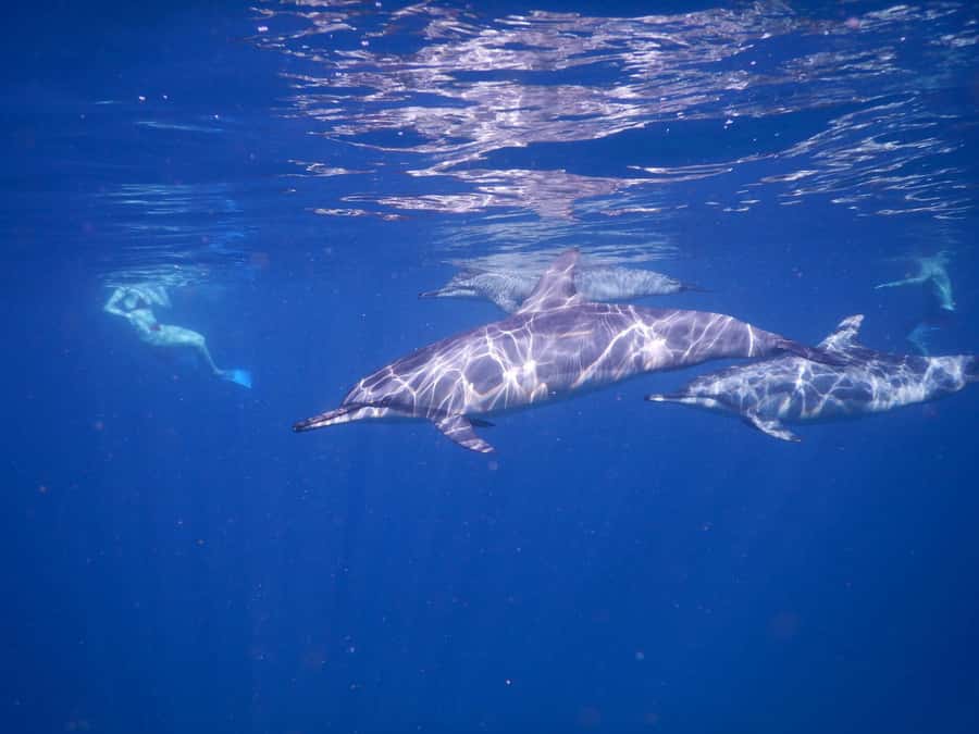 LE MORNE DOLPHINS SUNRISE TRIP - What Your Crew Can Change, Especially With Families