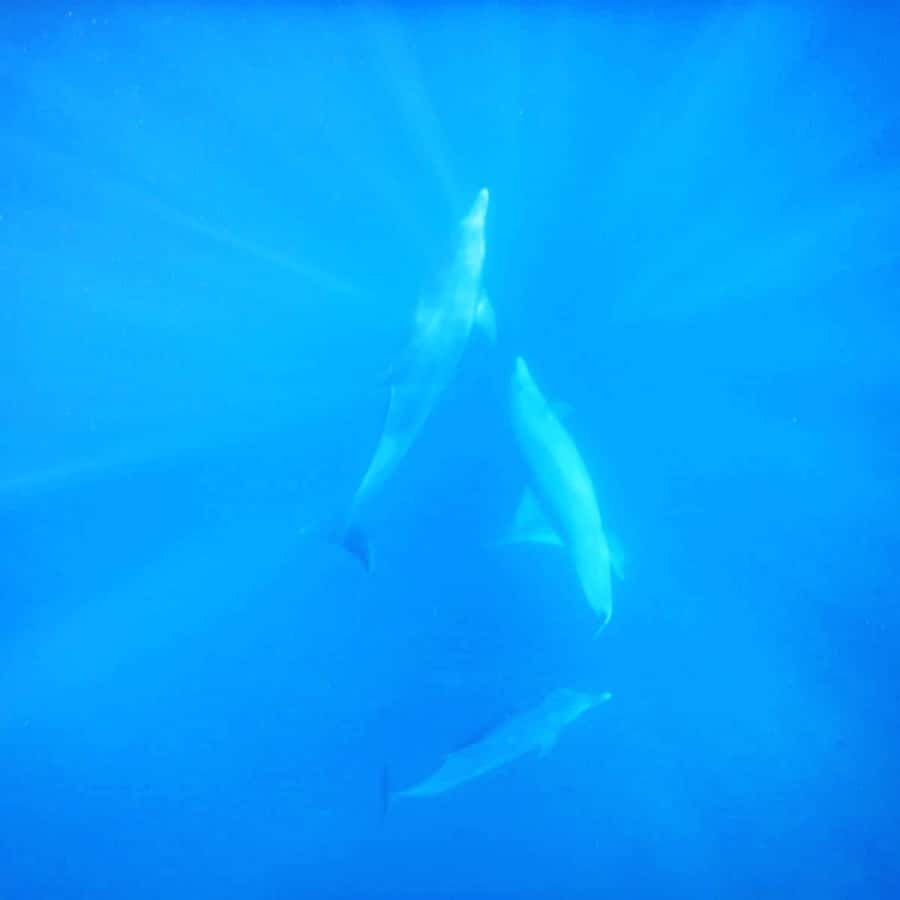 LE MORNE DOLPHINS SUNRISE TRIP - The Itinerary Rhythm: Morning Flow From Boat to Dolphins to Snorkel