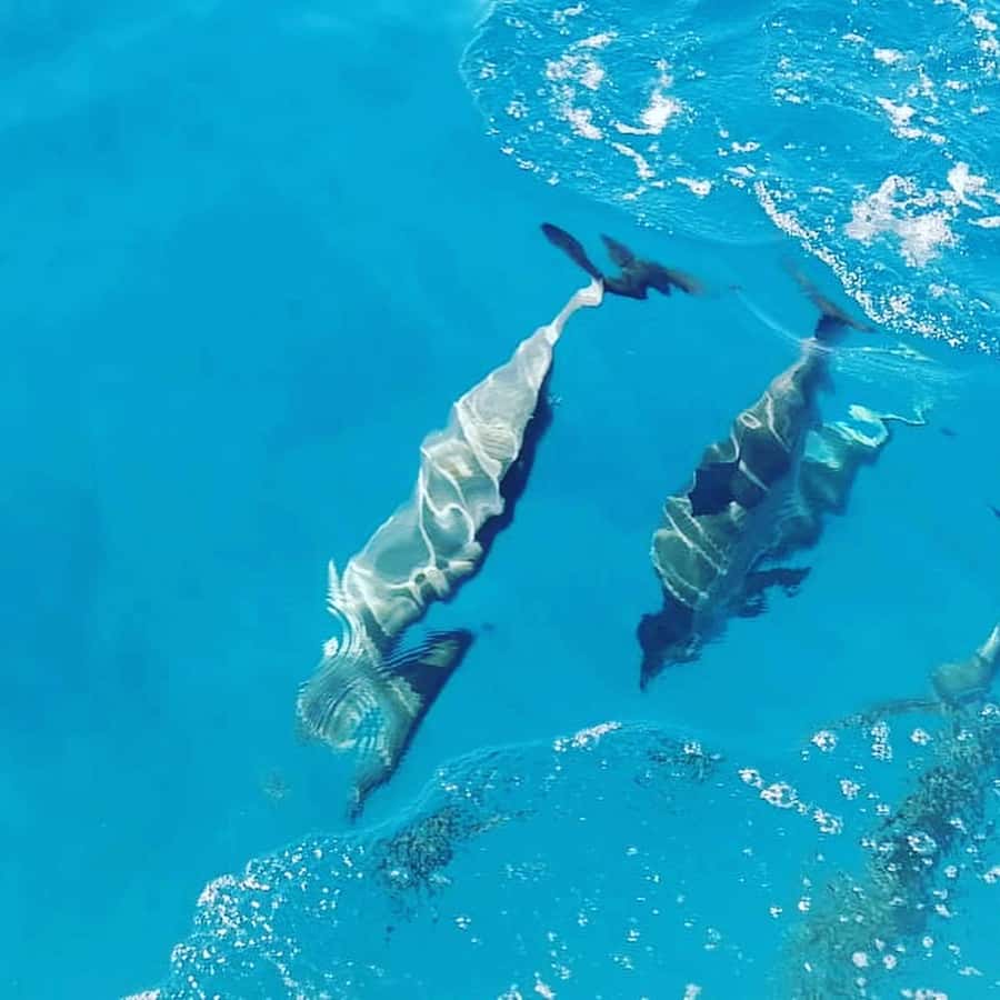 LE MORNE DOLPHINS SUNRISE TRIP - Le Morne Dolphin Watching: Responsible Encounters Done Right