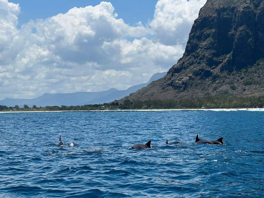 Le Morne: Private Boat Tour Dolphin-Watching & swimming - Key highlights at a glance