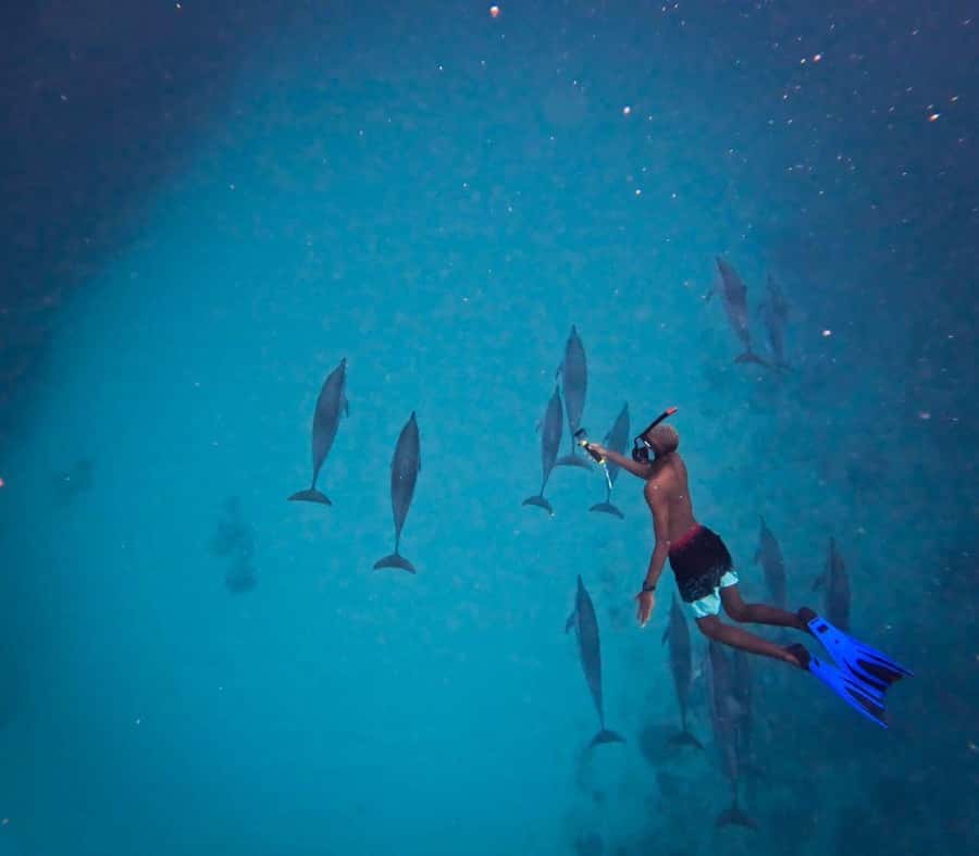 Le Morne: Private Boat Tour Dolphin-Watching & swimming - Why Le Morne makes dolphin-watching feel extra special