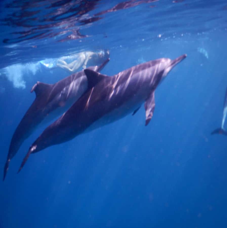 Le Morne: Private Boat Tour Dolphin-Watching & swimming - Dolphin spotting from the boat, without turning it into a circus