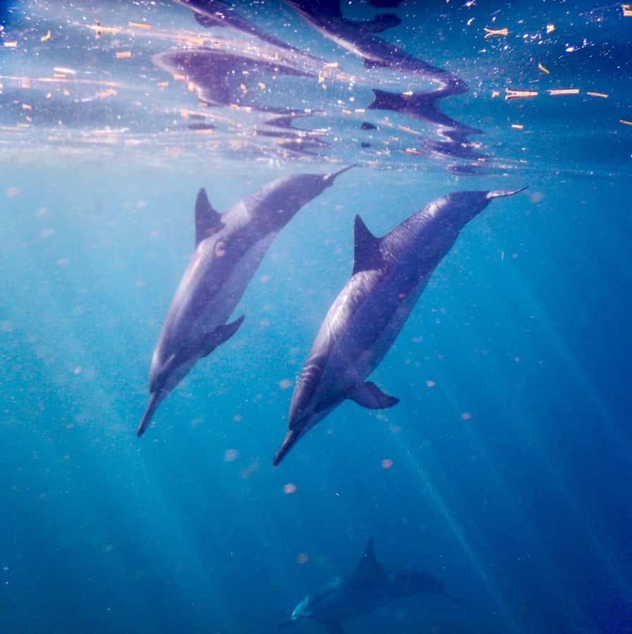 Le Morne: Private Boat Tour Dolphin-Watching & swimming - Snorkeling gear, sea life extras, and what the swim can turn into